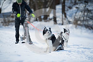 Musher with border collie dogs