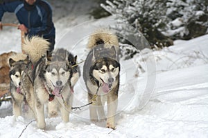 Musher dogteam driver and Siberian husky at snow winter competition race in forest.