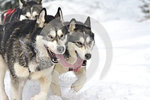 Musher dogteam driver and Siberian husky at snow winter competition race in forest.