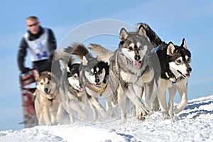 Musher hiding behind sleigh at sled dog