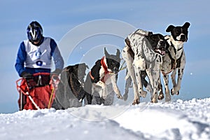 Musher hiding behind sleigh at sled dog