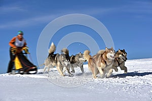 Musher hiding behind sleigh at sled dog