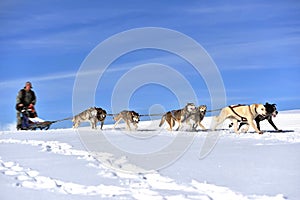 Musher hiding behind sleigh at sled dog