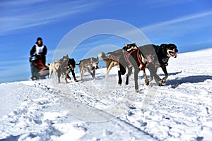 Musher hiding behind sleigh at sled dog