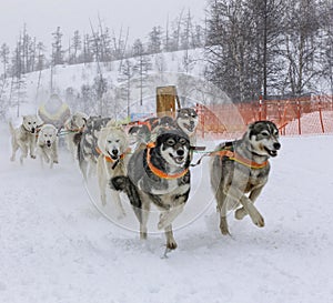 The musher hiding behind sleigh at sled dog race on snow in winter