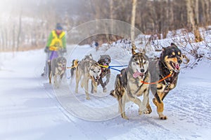 musher hiding behind sleigh at sled dog race on snow in winter