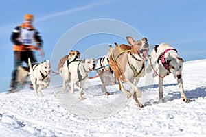 Musher hiding behind sleigh at sled dog