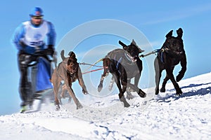 Musher hiding behind sleigh at sled dog