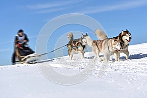 Musher hiding behind sleigh at sled dog