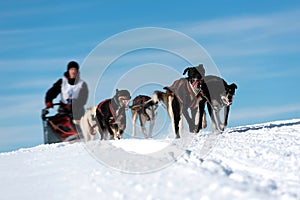 Musher hiding behind sleigh at sled dog