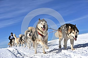 Musher hiding behind sleigh at sled dog race on snow in winter.