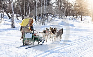 The musher hiding behind sleigh at sled dog race on snow in winter