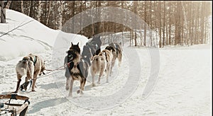 The musher hiding behind sleigh at sled dog race on snow in winter