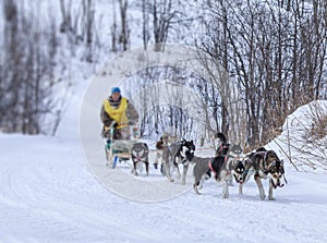 Musher hiding behind sleigh at sled dog race on snow in winter