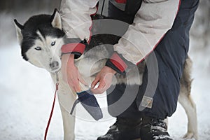 Musher and his dog