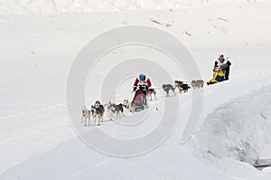 Mushers and teams of sled dog