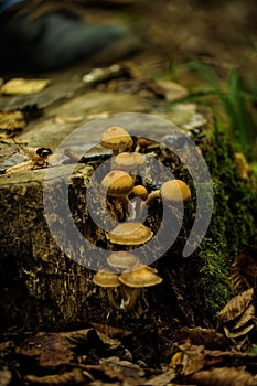 Mushrom in the forest