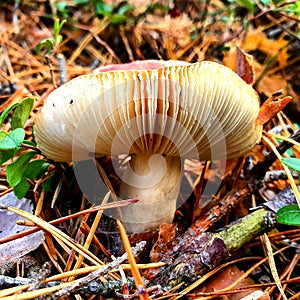 Mushroms