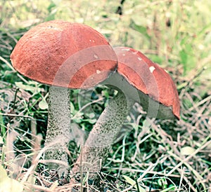 Mushroms