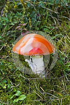 Mushroom