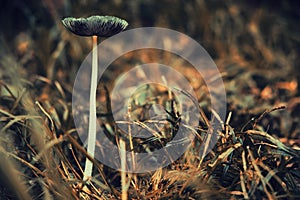 Mushroom