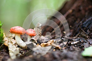 Mushroom