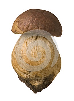 Mushroom