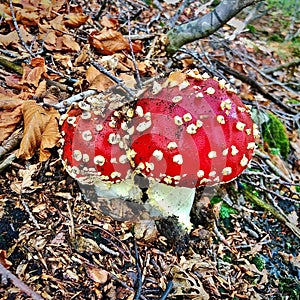 Mushroom