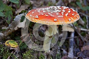 Mushroom