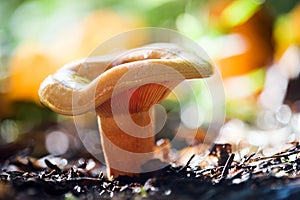 Mushroom photo