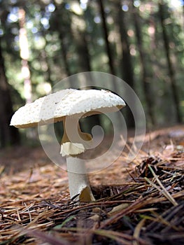 Mushroom