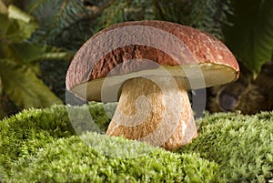 Mushroom