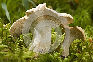 Mushroom