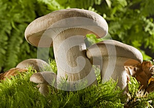 Mushroom