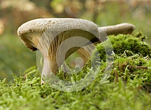 Mushroom