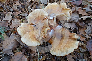 Mushroom