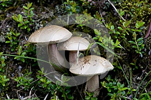 Mushroom