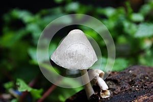 Mushroom