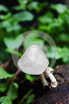 Mushroom