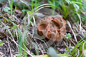 Mushroom