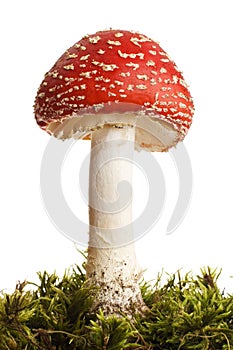 Mushroom