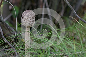 Mushroom