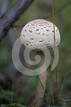 Mushroom