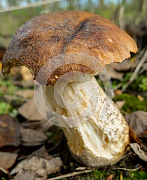 Mushroom