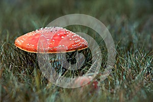 Mushroom