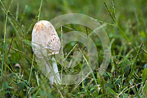 Mushroom