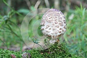 Mushroom