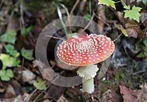 Mushroom