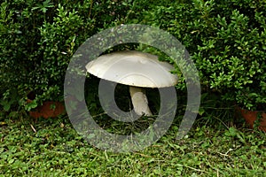 The mushroom Agaricus campestris grows in the field to large dimensions under green bush