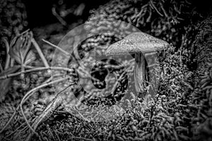 Mushroom on Agawa Bay Trail, Lake Superior, BW